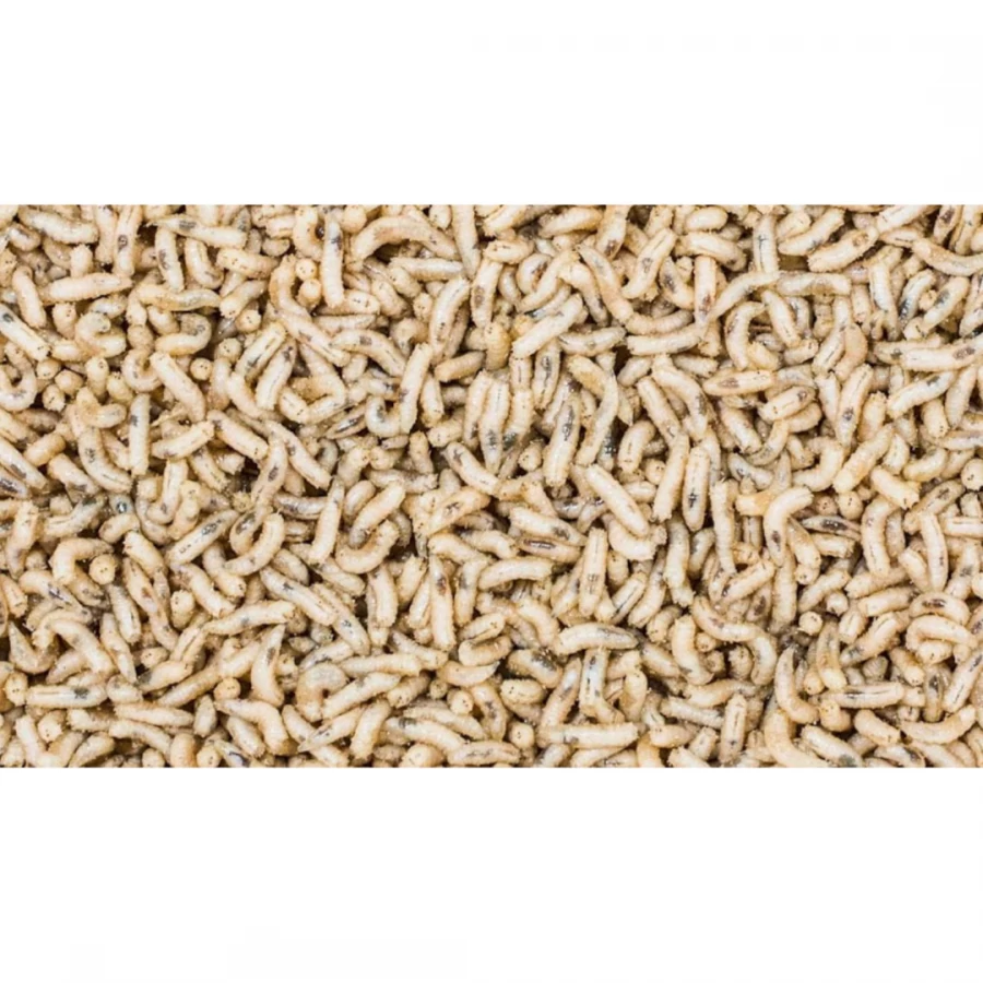 Asticot Blanco Asticot Blanco