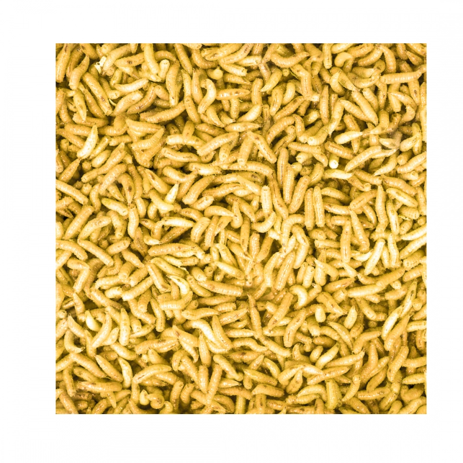 Asticot Amarillo