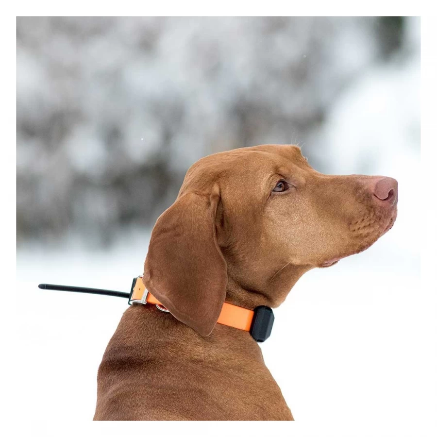 Equipo X30-B (mando+collar+beeper)